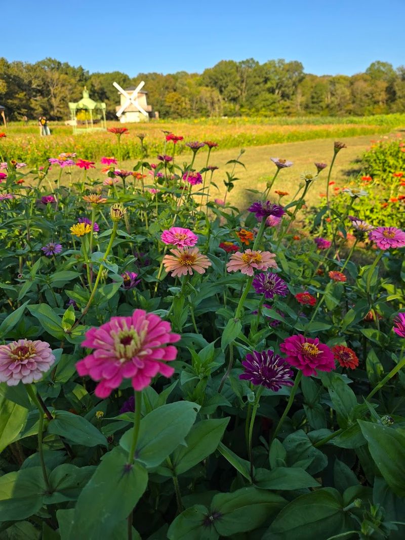 Liberty Grace Farms &mdash; Columbia