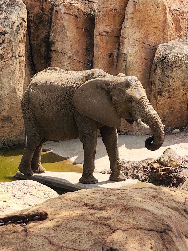 ZooTampa’s Garden Grille (Tampa)