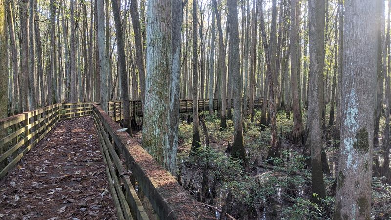 William B. Clark State Natural Area Boardwalk (Rossville)