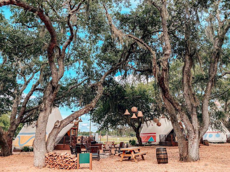 Bison in Florida?! Where to See the Herd at Westgate River Ranch