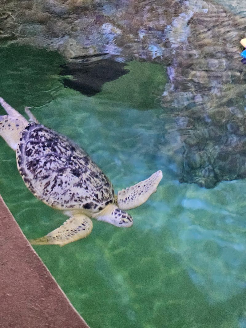 Clearwater Marine Aquarium