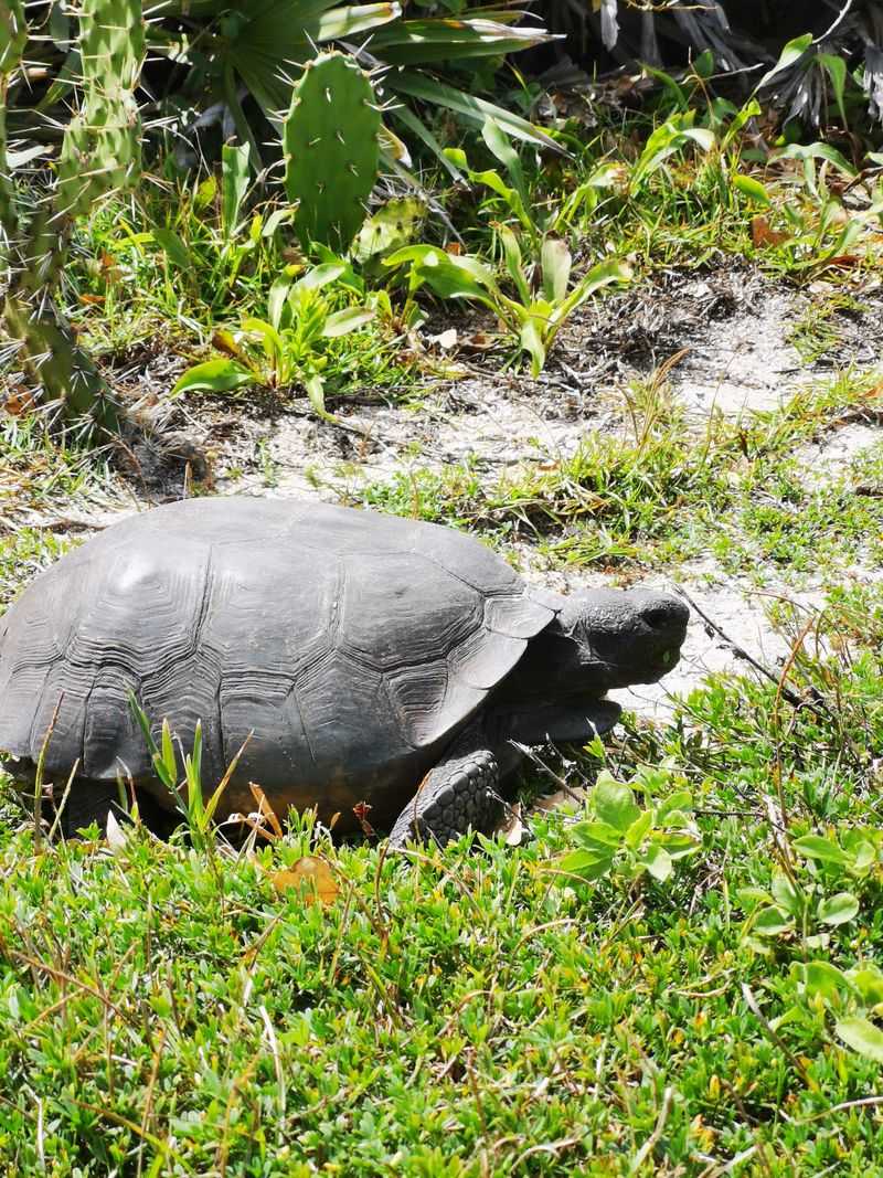 Sea Turtles Surfacing Near Reefs & Inlets