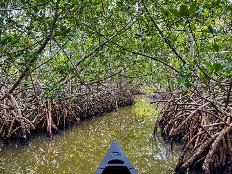 Why the Thousand Islands Mangrove Tunnels Feel Like a Secret World