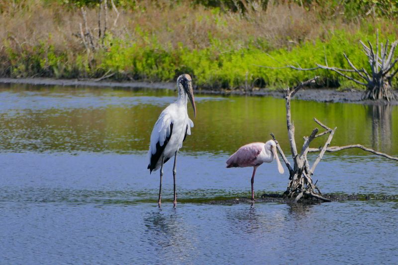 Merritt Island National Wildlife Refuge (Titusville)