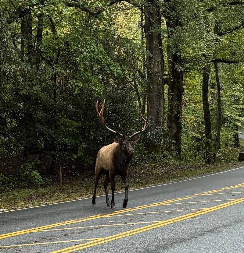 Newfound Gap Road (Great Smoky Mountains)