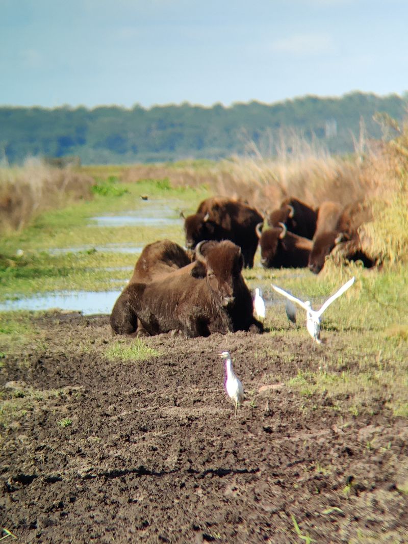 Bolen Bluff Trail: Ridge Walk to Prairie Vistas