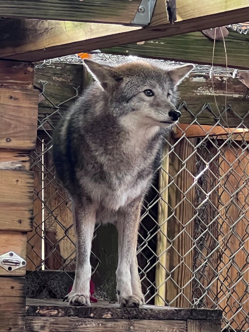 Shy Wolf Sanctuary Education & Experience Center (Naples)