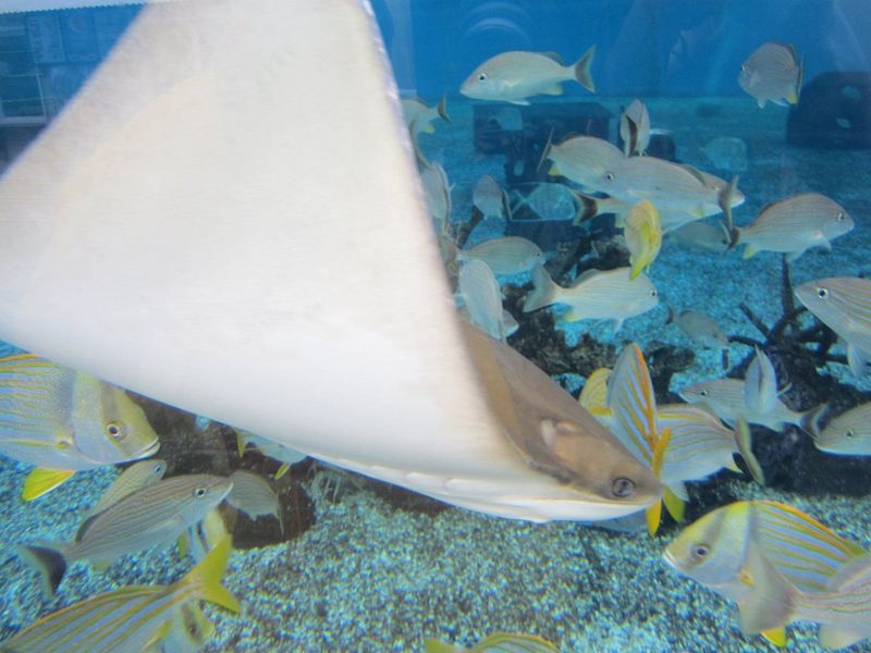 St. Augustine Aquarium (St. Augustine)