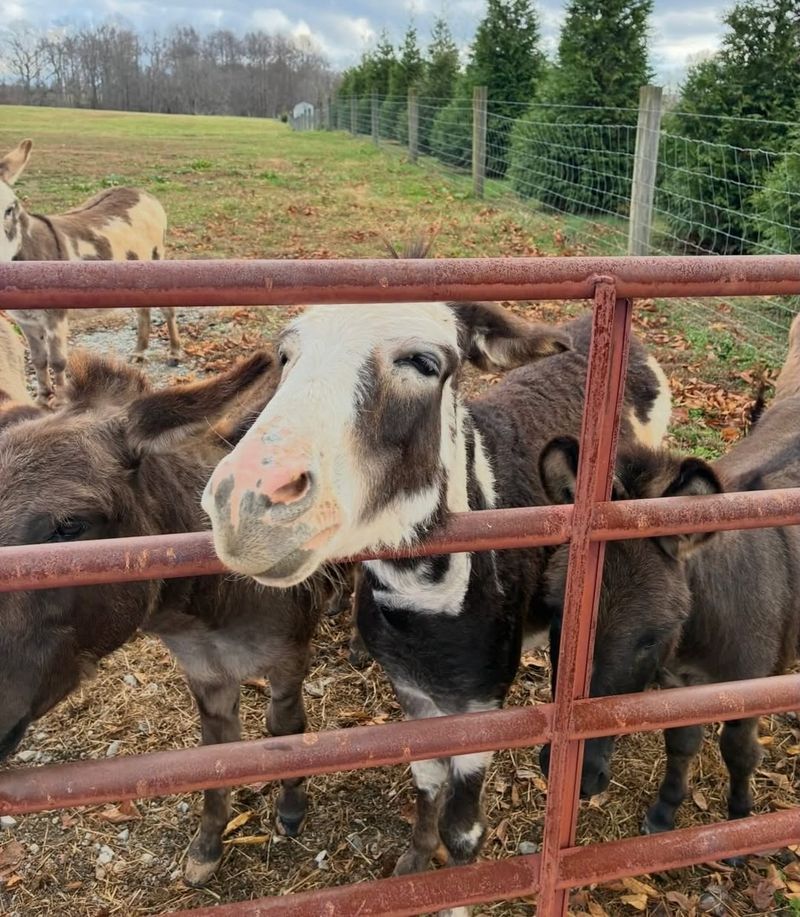 Planning Your Stay at This Unique Tennessee Getaway