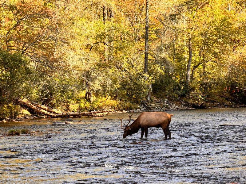 Oconaluftee River Valley (near Cherokee entrance to the Smokies)