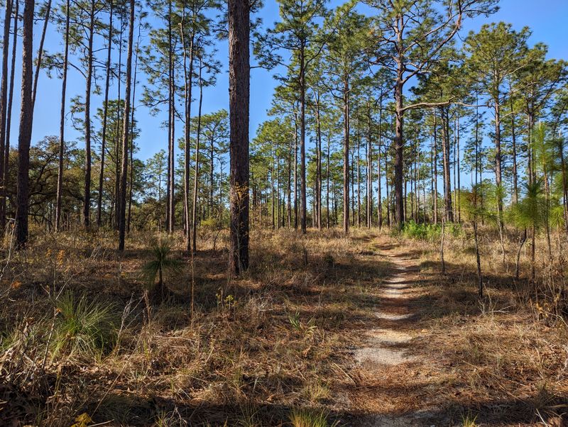 Ocala National Forest - Forest Roads & Prairie Zones