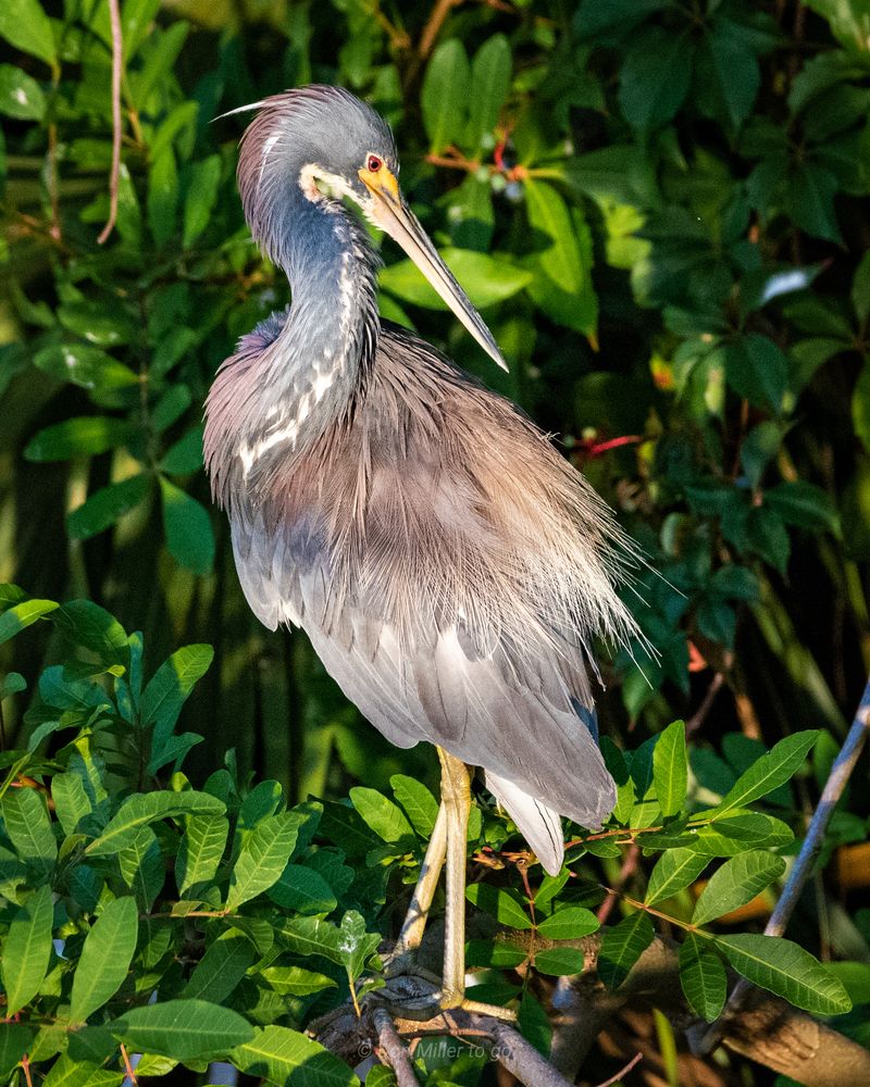Migratory Birds Filling Wetlands & Fields