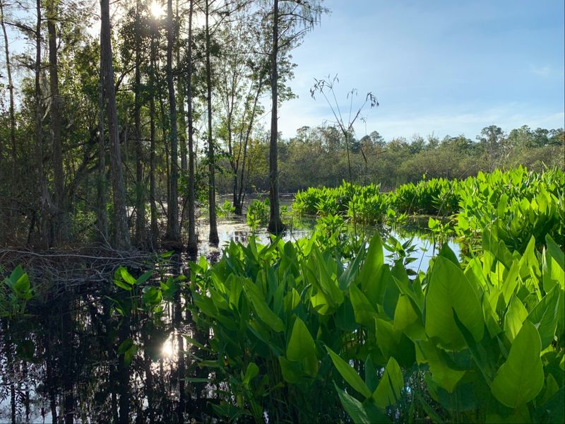 Accessibility, Safety, and Wildlife Ethics