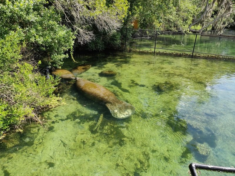 Manatee Encounters and Seasonal Sightings