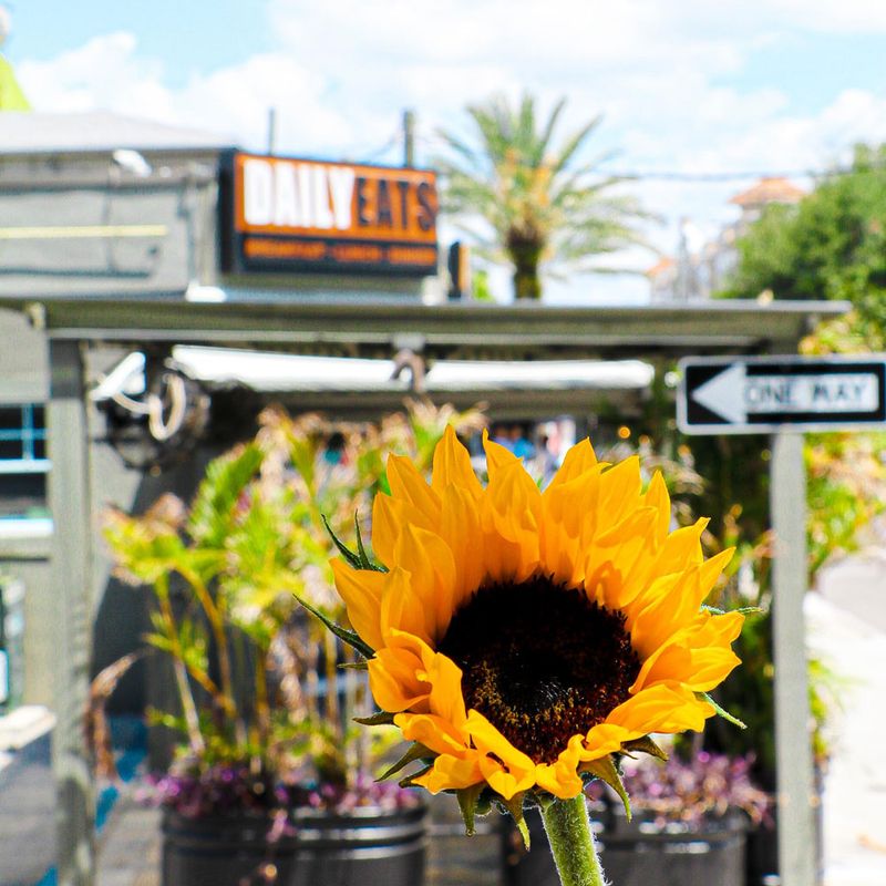 Daily Eats (South Tampa)