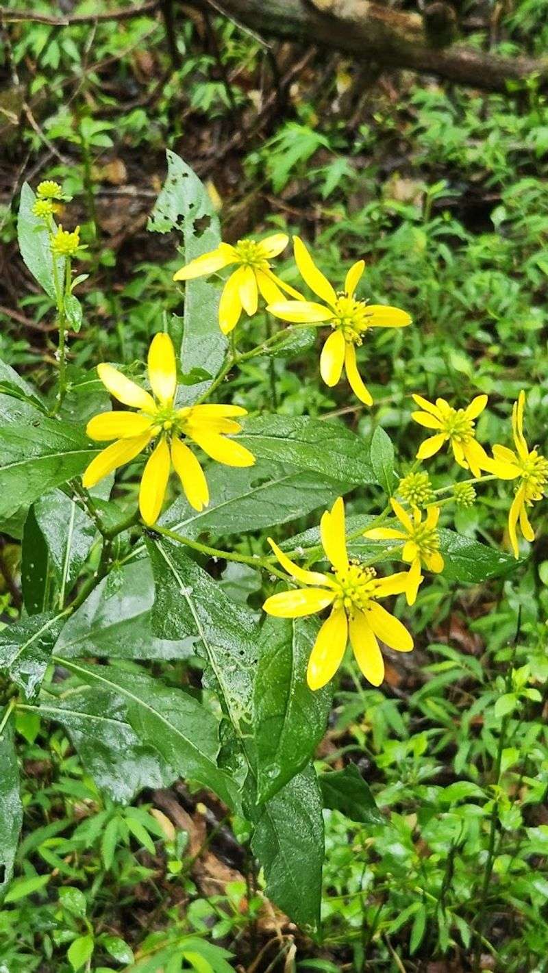 Cedars of Lebanon State Park