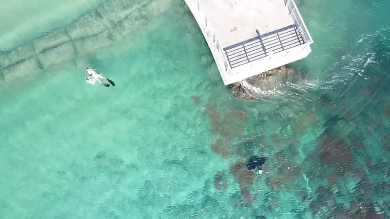 How to Watch Them Safely (and Respectfully)