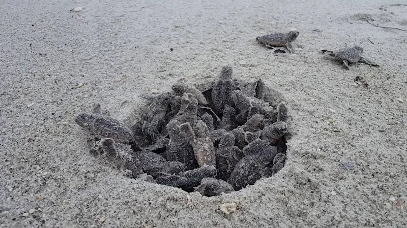 Sea Turtle Nesting Season Etiquette