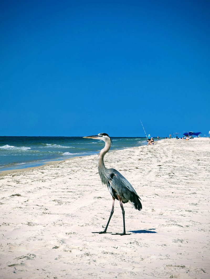 St. George Island State Park