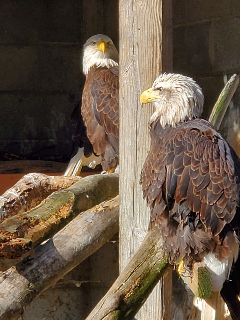 Reelfoot Lake State Park