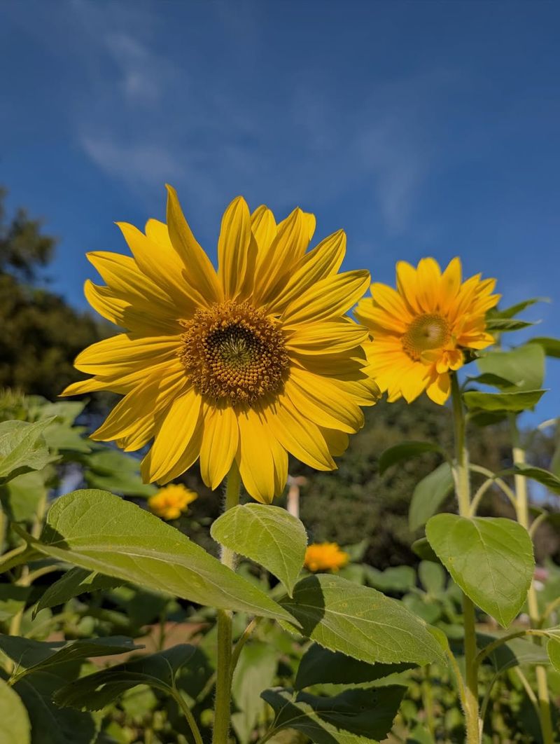 Lemon Lime Flower Stroll