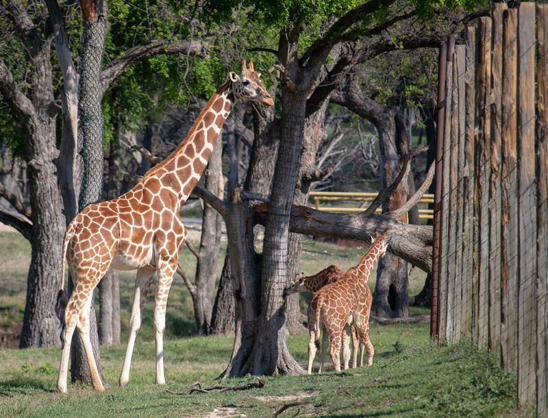 Fossil Rim Wildlife Center — Glen Rose