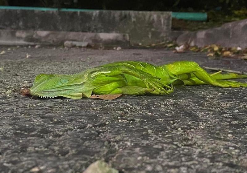 Cold-Stunned Iguana Fall