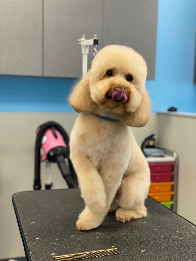 Tampa Paws Pet Salon (Tampa)