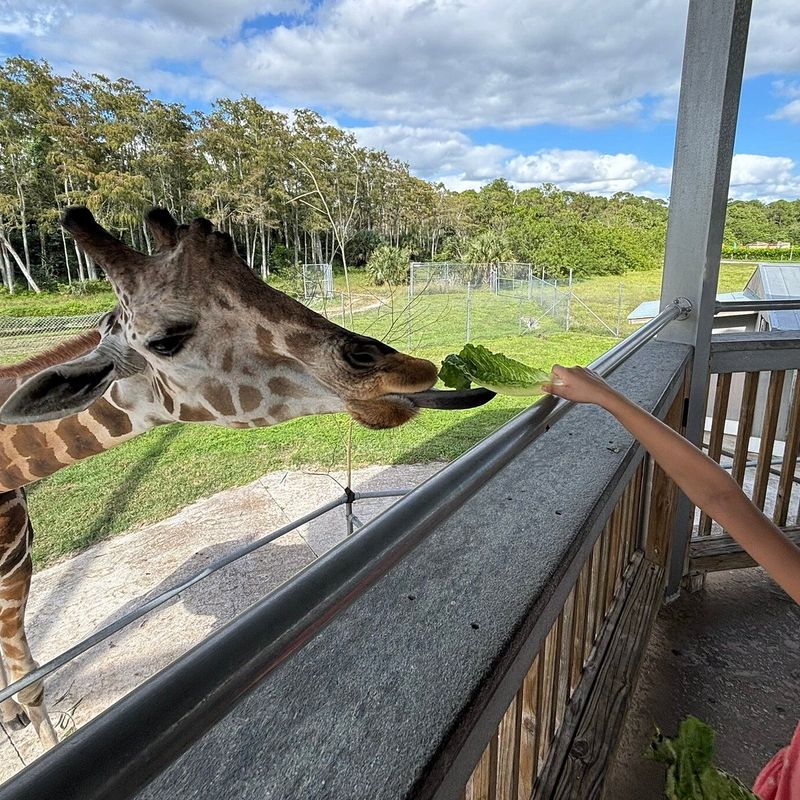 Lion Country Safari (Loxahatchee / Palm Beach County)