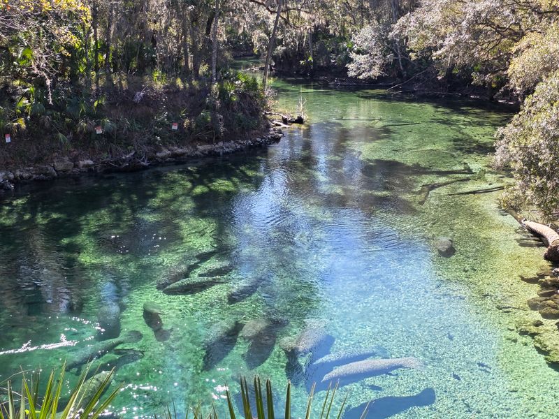 Blue Spring State Park (Orange City)