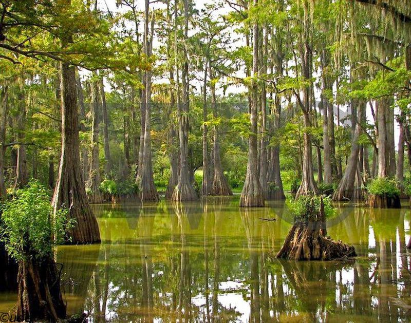 Everglades National Park in the wet season without serious bug prep