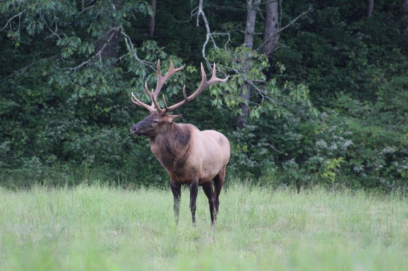 Cataloochee Valley (Great Smoky Mountains National Park)