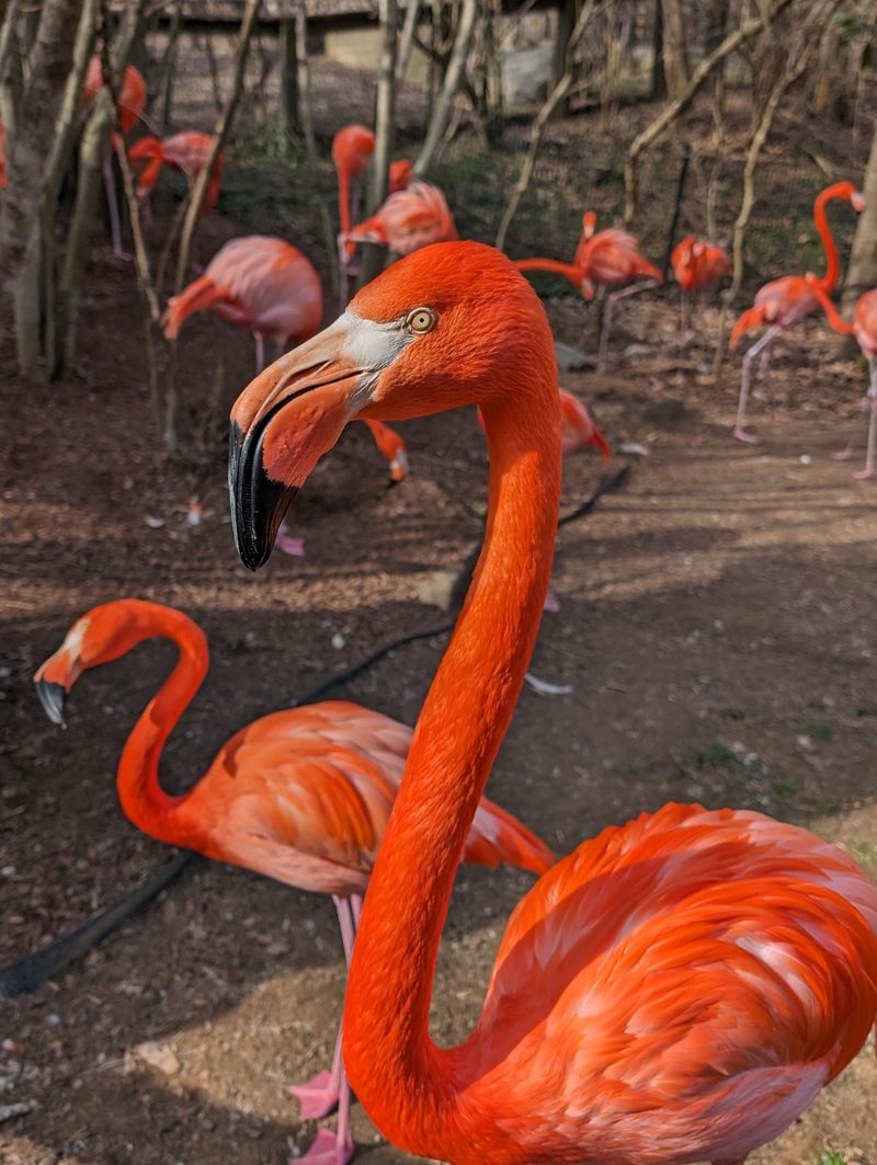 Nashville Zoo at Grassmere