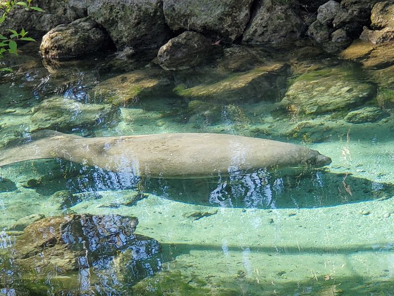 Manatees Packing Into Warm Springs