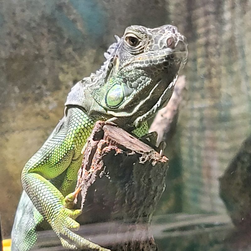 Tarpon Springs Aquarium & Animal Sanctuary Snack Bar (Tarpon Springs)