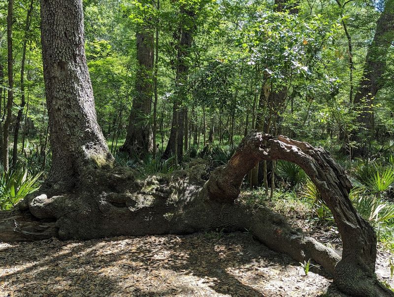 Camping Under The Pines