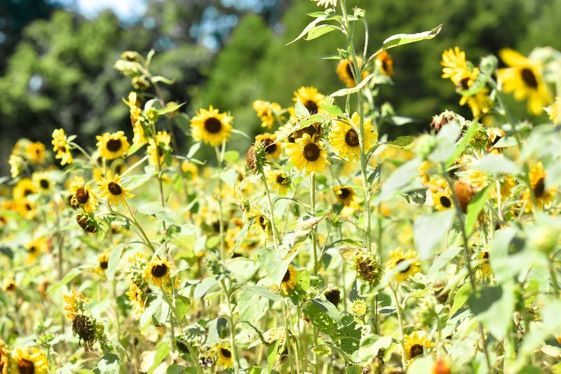 The Best Time to Visit for Peak Color