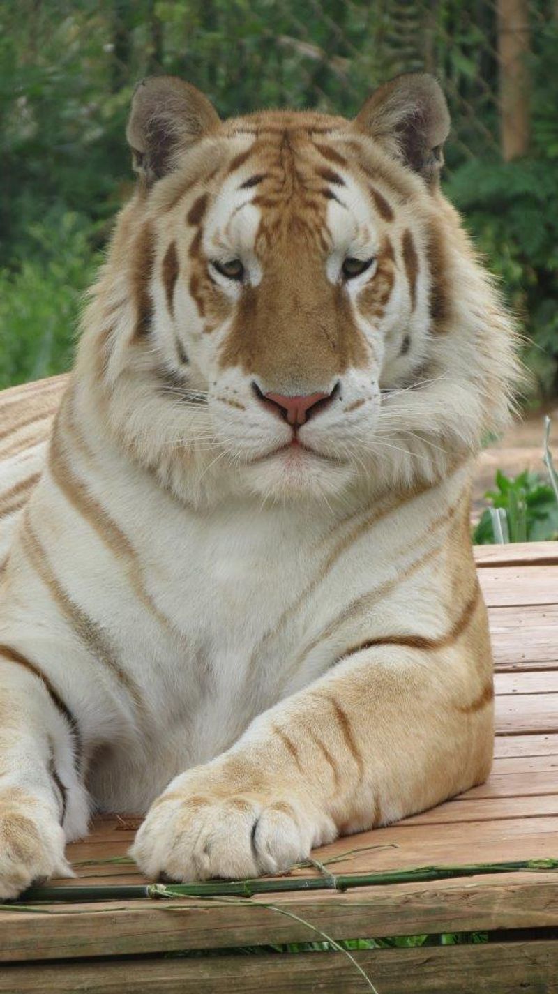 What Makes Tiger Haven Different From a Zoo