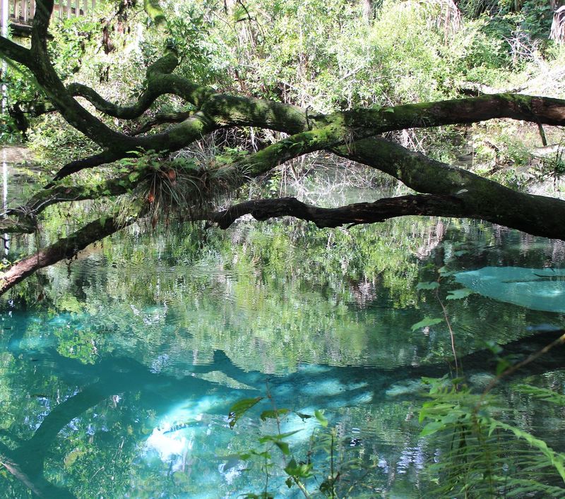 What Makes Fern Hammock Special