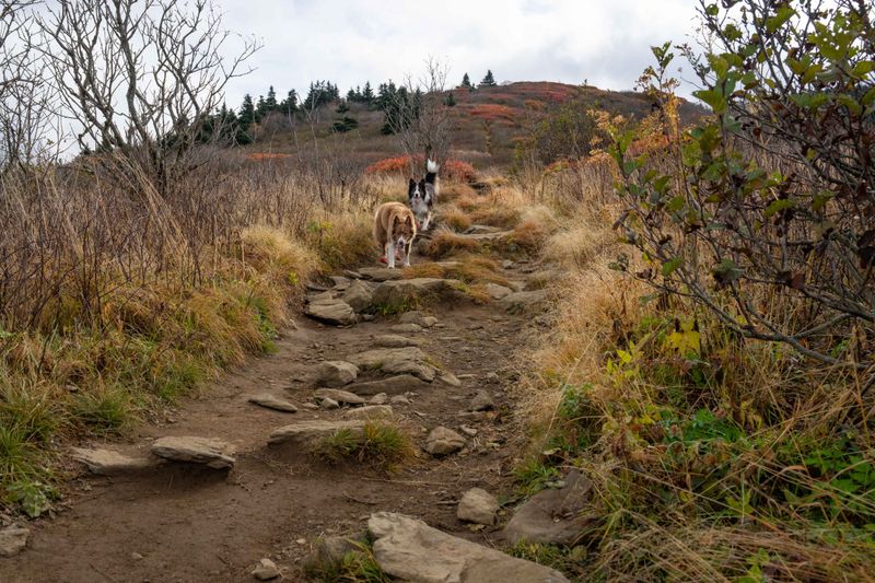 Grassy Ridge Bald via the Appalachian Trail