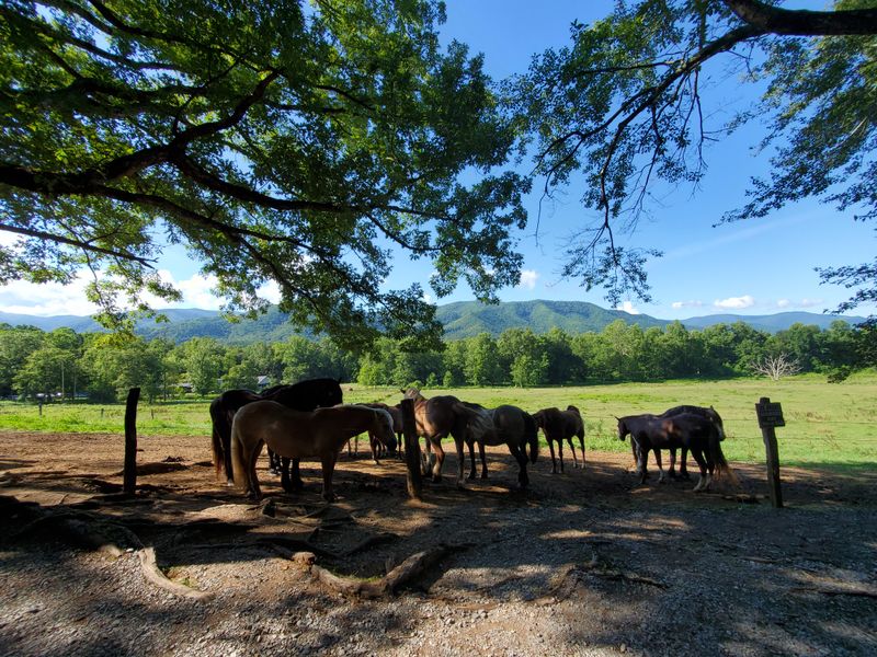 Cades Cove Loop Road (Blount County)