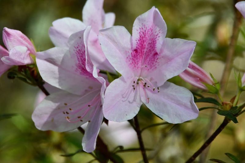 Kanapaha Botanical Gardens (Gainesville)