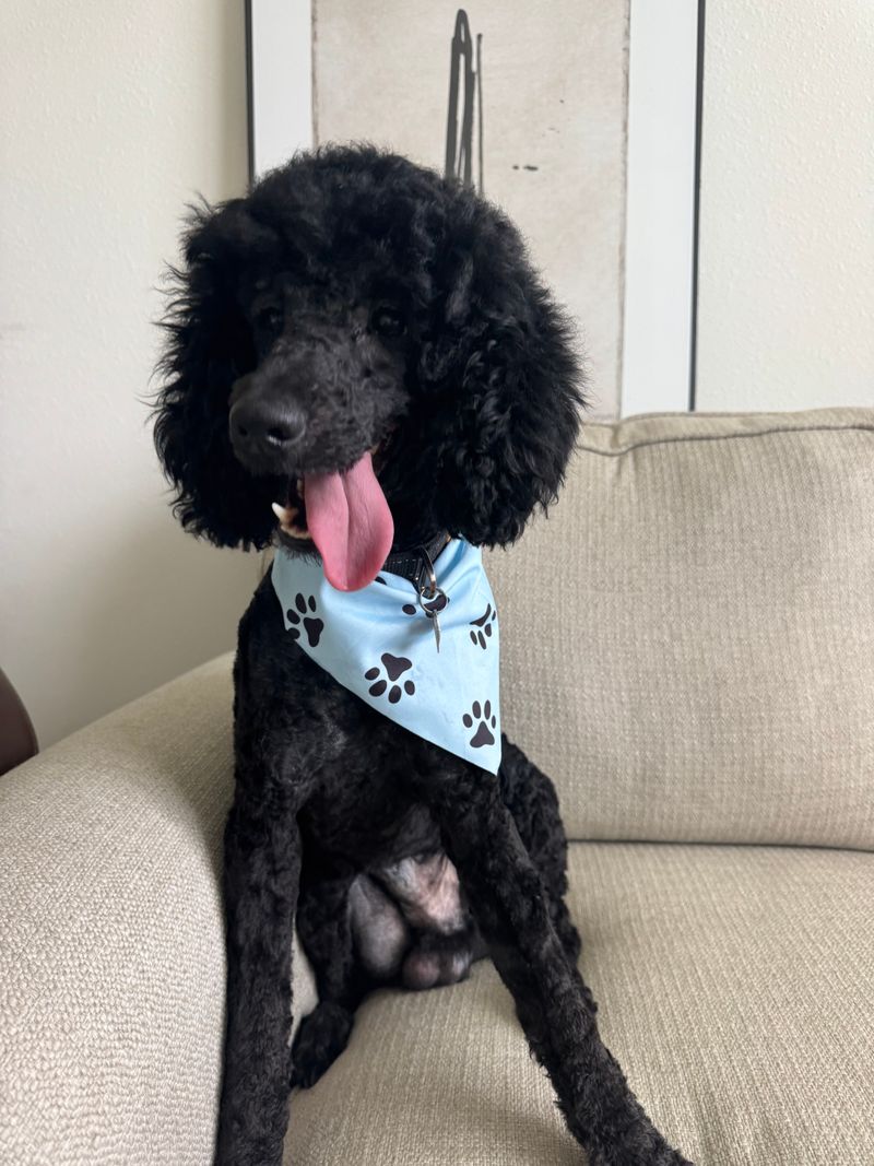 Mobile Pet Grooming World (Orlando area)