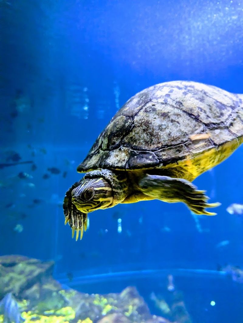 Why the Tennessee Aquarium Is Perfect for Families and Visitors