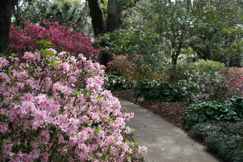 Bok Tower Gardens (Lake Wales)