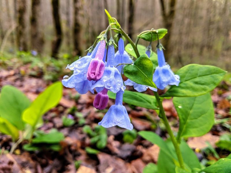 Savage Gulf State Park
