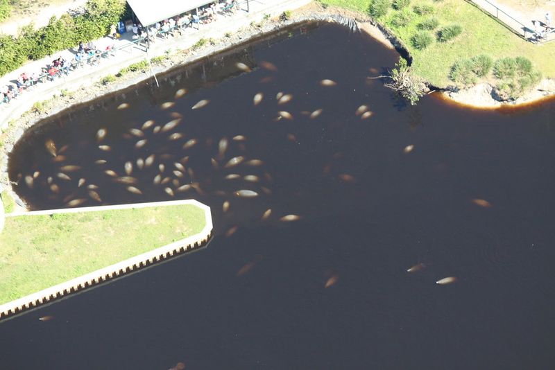 Manatee Park (Fort Myers)