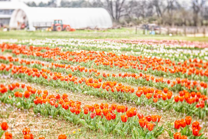 Liberty Grace Farms (Columbia)