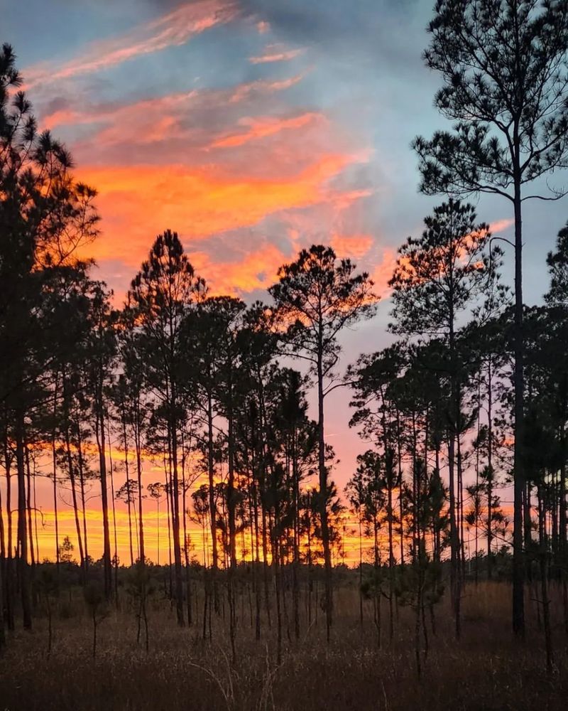 Ocala National Forest (Juniper Prairie Wilderness / Big Scrub region)