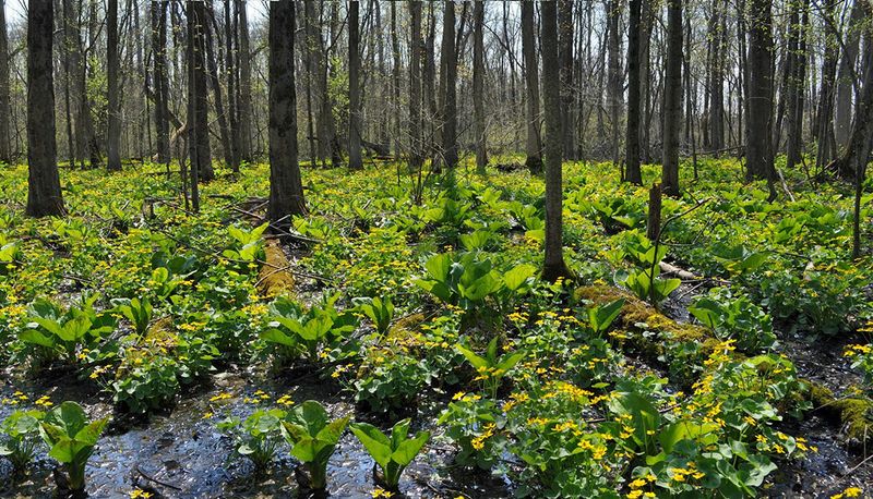 Cedar Bog Nature Preserve, Urbana